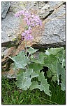 180818-63.jpg 180818-63.jpg