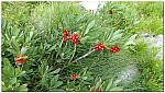 180821-36.jpg 180821-36.jpg