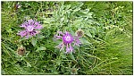 180821-37.jpg 180821-37.jpg