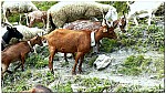 160818-20.jpg 160818-20.jpg