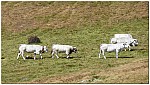 170817-19.jpg 170817-19.jpg